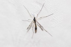 Ptychoptera quadrifasciata