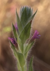 Epilobium densiflorum