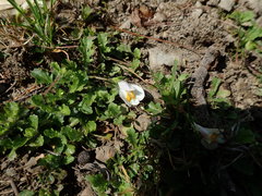 Mazus alpinus