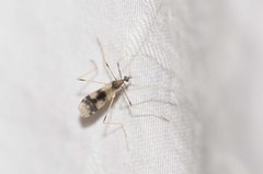 Erioptera venusta