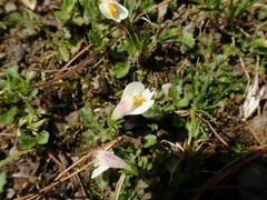 Mazus alpinus