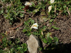 Mazus alpinus