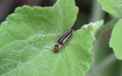 Agriotes quadrivittatus