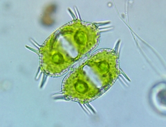 Xanthidium antilopaeum