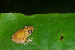 Pristimantis luscombei