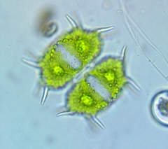 Xanthidium antilopaeum