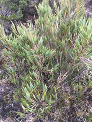 Chusquea subtessellata