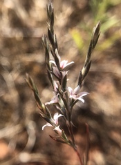 Polygonum californicum