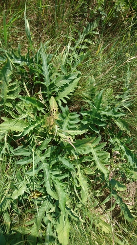 Cabbage Thistle