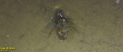Appasus japonicus