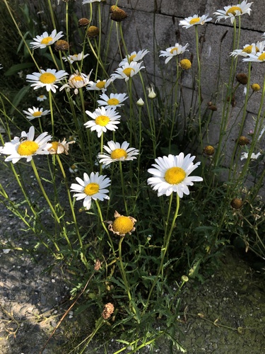 Leucanthemum vulgare observed 2024-07-31