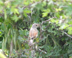 Curruca conspicillata