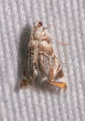 Eoparargyractis irroratalis