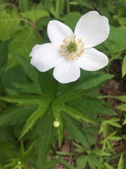 Anemonastrum canadense