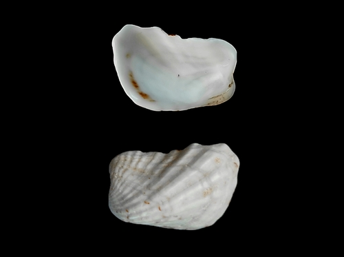 Cardita calyculata
