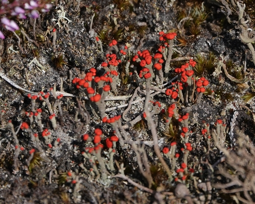 Flörkes Scharlachflechte