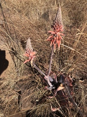 Aloe verdoorniae