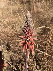 Aloe verdoorniae