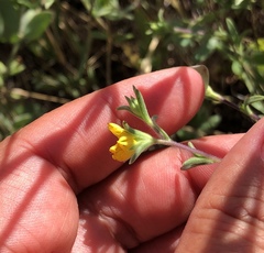 Lagophylla glandulosa