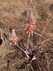 Aloe verdoorniae