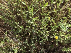 Lagophylla glandulosa