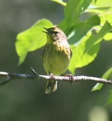 Setophaga palmarum hypochrysea