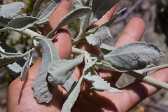 Eriodictyon tomentosum