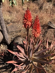 Aloe mutabilis