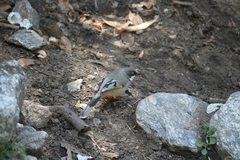 Trochalopteron variegatum