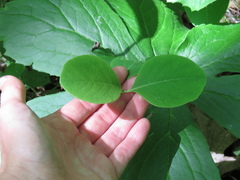 Lonicera dioica