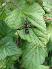 Synanthedon tipuliformis