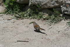 Trochalopteron lineatum