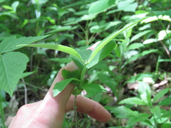Lonicera dioica