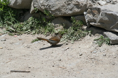 Trochalopteron lineatum