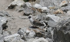 Columba leuconota