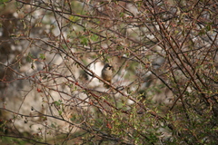 Trochalopteron variegatum