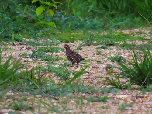 Spot-bellied Bobwhite (Colinus leucopogon), photo 6