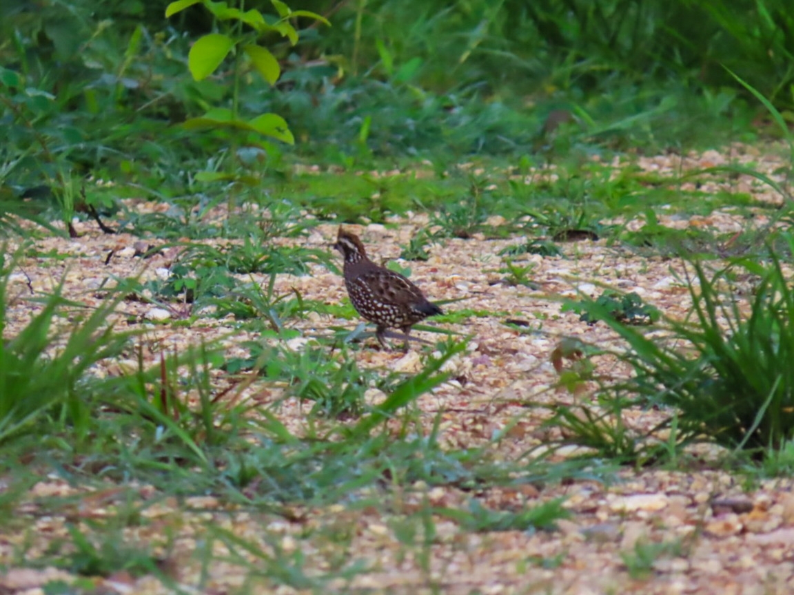 Spot-bellied Bobwhite (Colinus leucopogon), photo 4