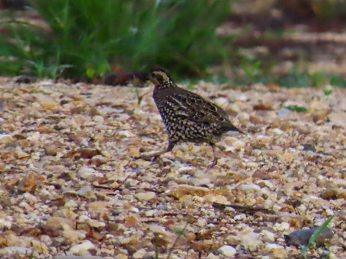 Spot-bellied Bobwhite (Colinus leucopogon), photo 7