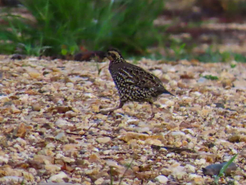 Spot-bellied Bobwhite (Colinus leucopogon), photo 5
