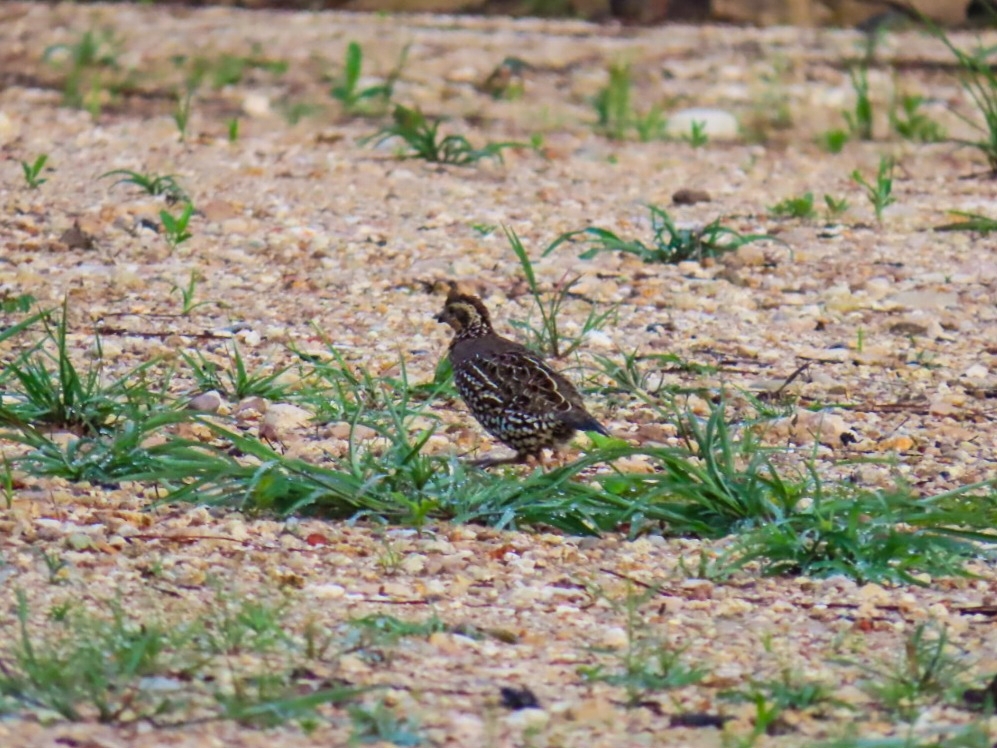 Spot-bellied Bobwhite (Colinus leucopogon), photo 6