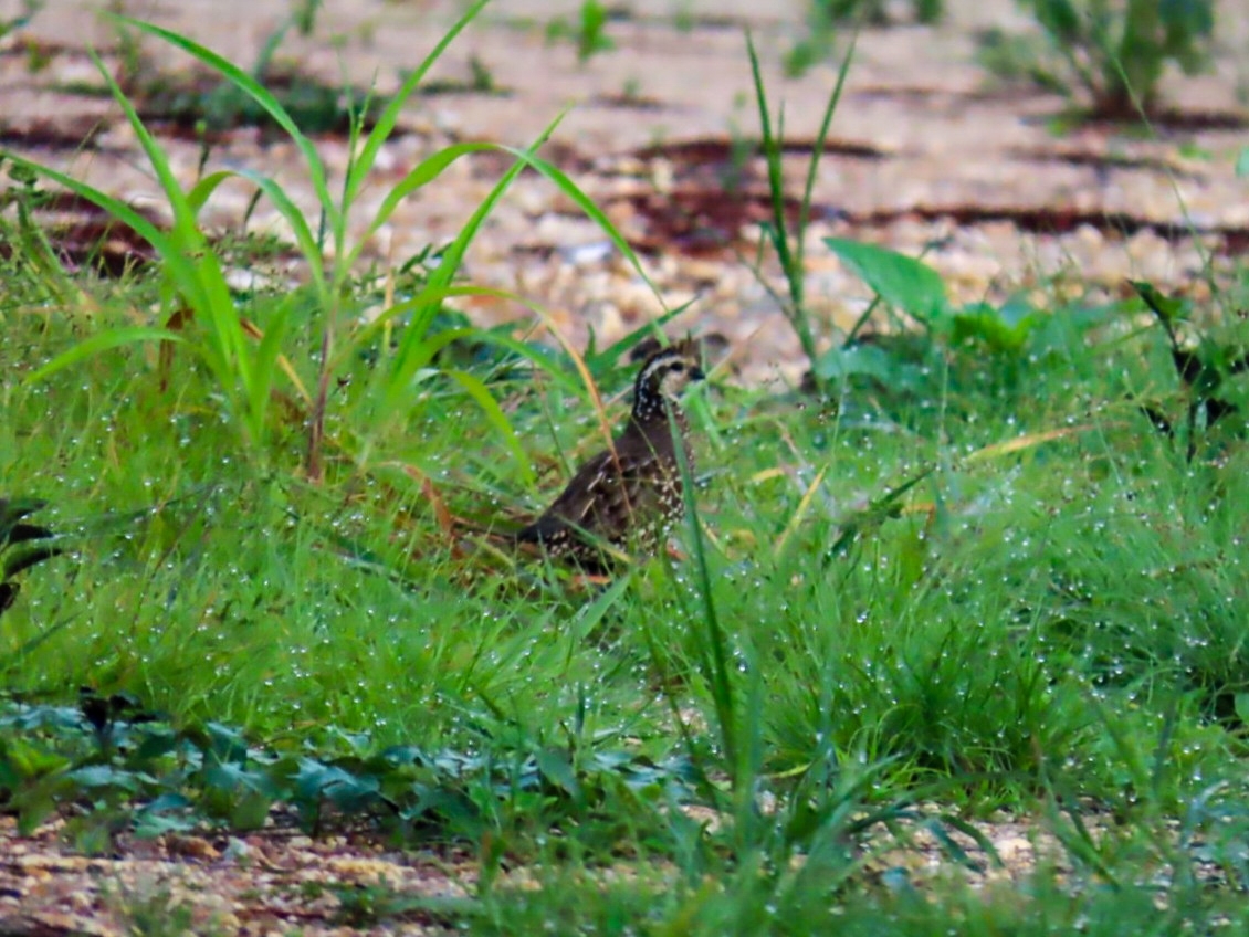 Spot-bellied Bobwhite (Colinus leucopogon), photo 7
