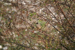 Trochalopteron variegatum