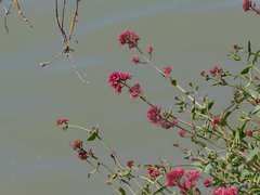 Valeriana rubra: Herkunft und Verwendung — Foto 2