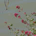 Valeriana rubra: Herkunft und Verwendung — foto 2