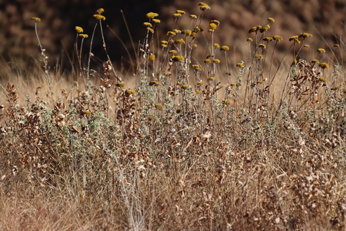 Image of Helichrysum umbraculigerum by (c) Tony Rebelo, some rights reserved (CC BY-SA)