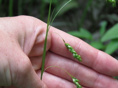 Carex formosa