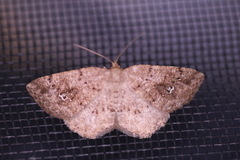 Homochlodes lactispargaria