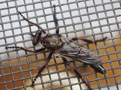Cyrtopogon