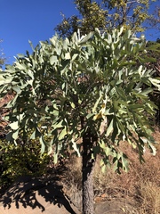 Cussonia paniculata sinuata